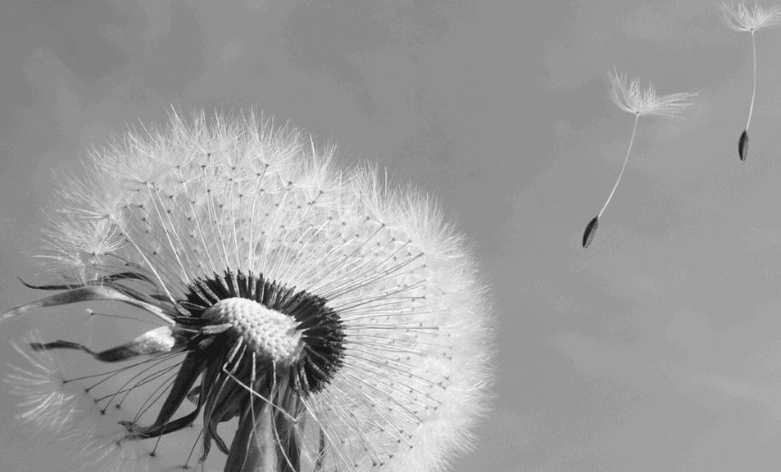 Pusteblume